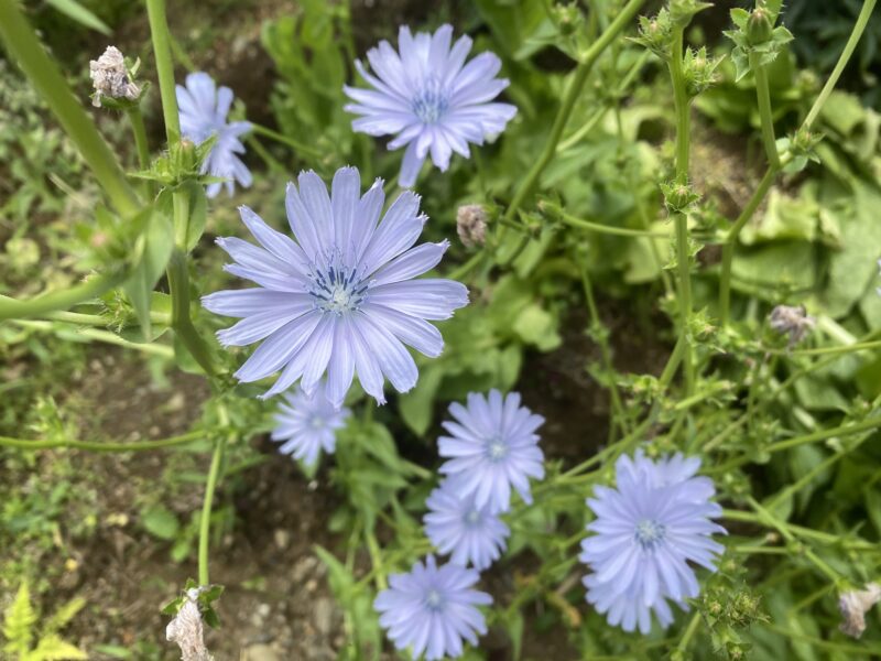 chicory　チコリ