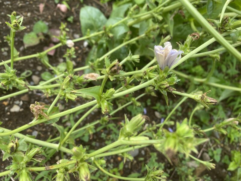 chicory　チコリ
