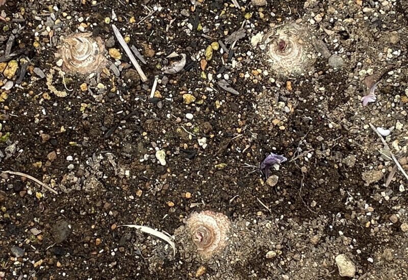 Haemanthus ハエマンサス