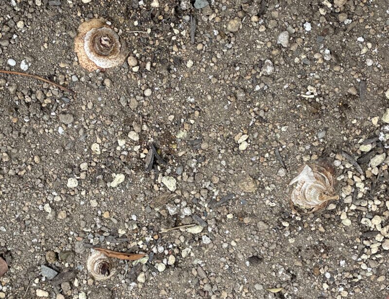 Haemanthus ハエマンサス