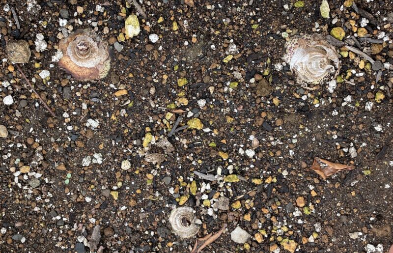 Haemanthus ハエマンサス