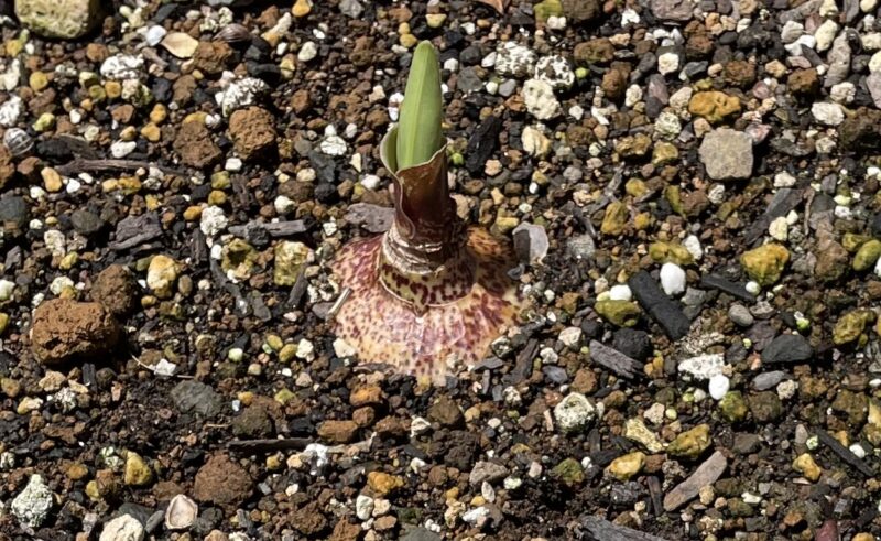 Haemanthus ハエマンサス