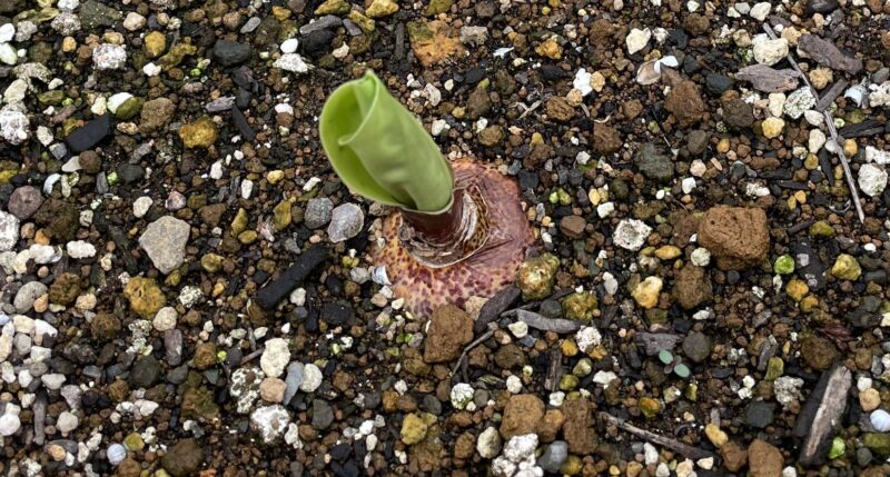 Haemanthus ハエマンサス