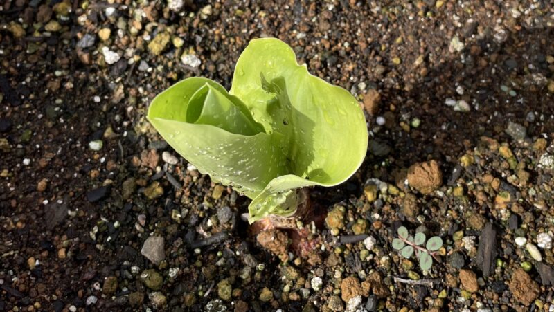 Haemanthus ハエマンサス