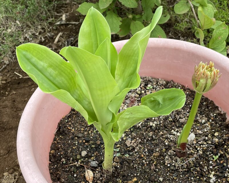 Haemanthus ハエマンサス