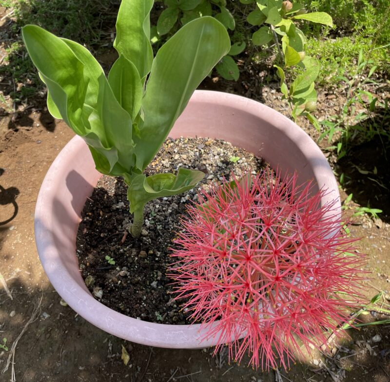 Haemanthus ハエマンサス