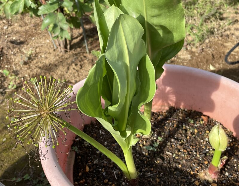 Haemanthus ハエマンサス