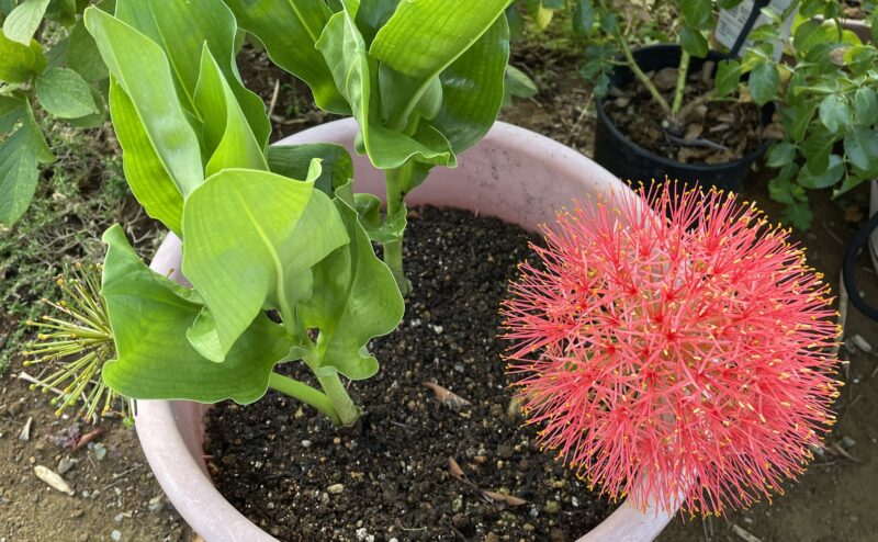 Haemanthus ハエマンサス