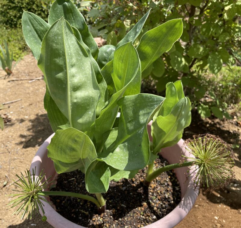 Haemanthus ハエマンサス