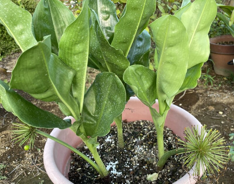 Haemanthus ハエマンサス