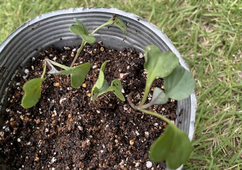 Romanesco broccoli　ロマネスコ