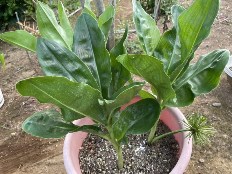 Haemanthus ハエマンサス