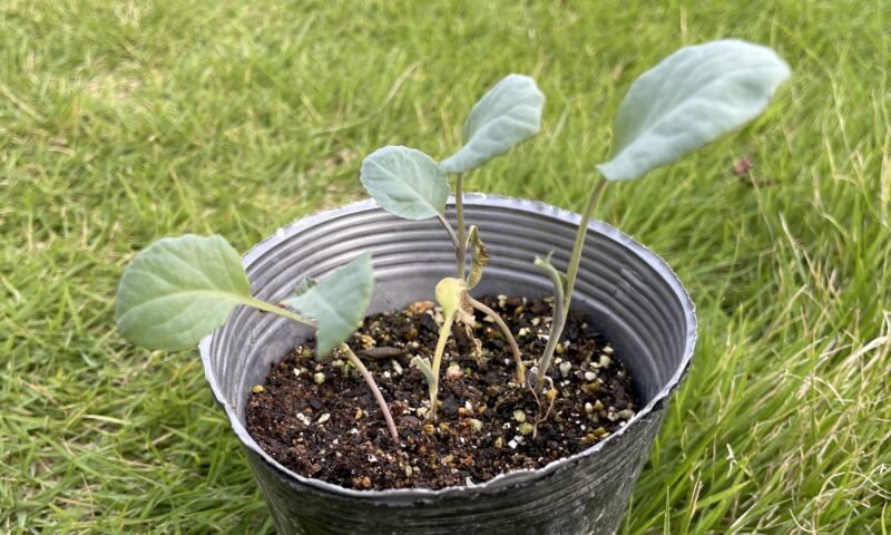Romanesco broccoli　ロマネスコ