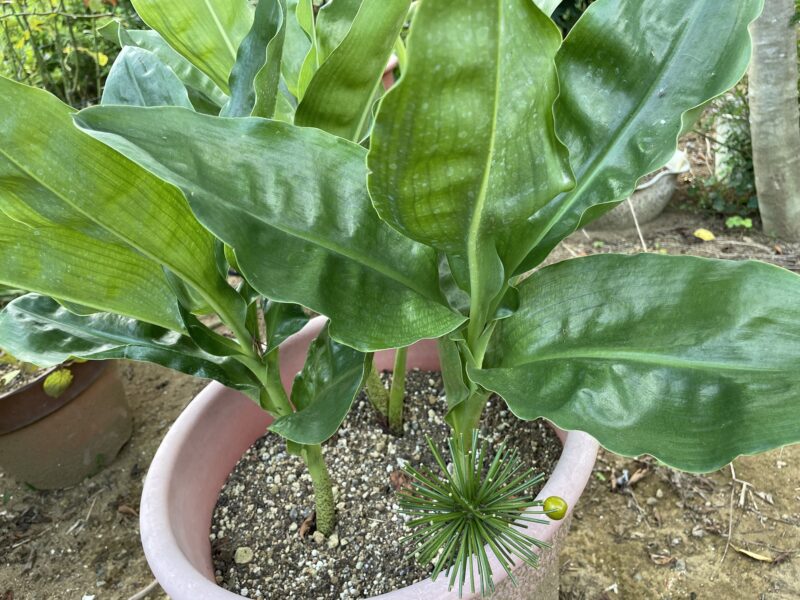 Haemanthus ハエマンサス