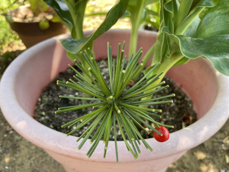 Haemanthus ハエマンサス