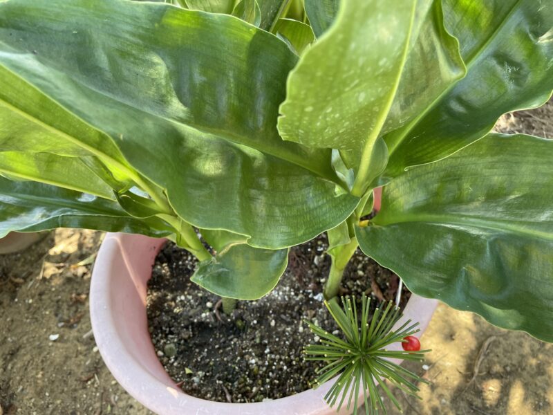 Haemanthus ハエマンサス