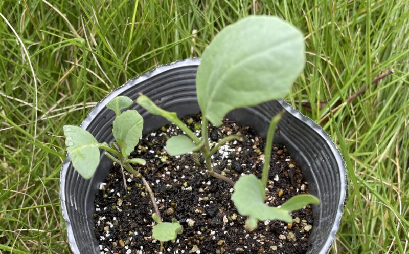 Romanesco broccoli　ロマネスコ