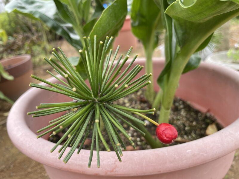 Haemanthus ハエマンサス