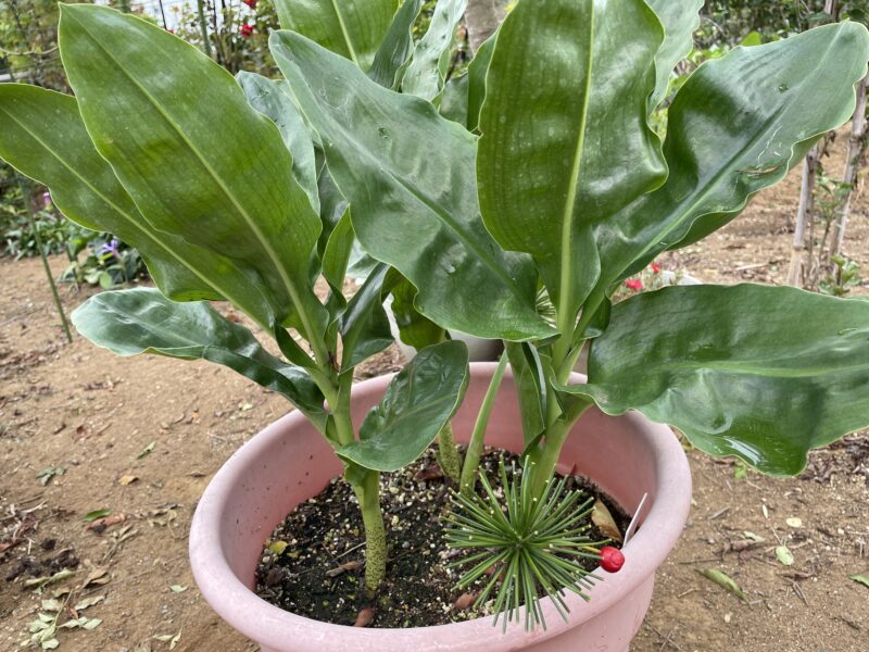 Haemanthus ハエマンサス