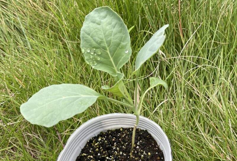 Romanesco broccoli　ロマネスコ