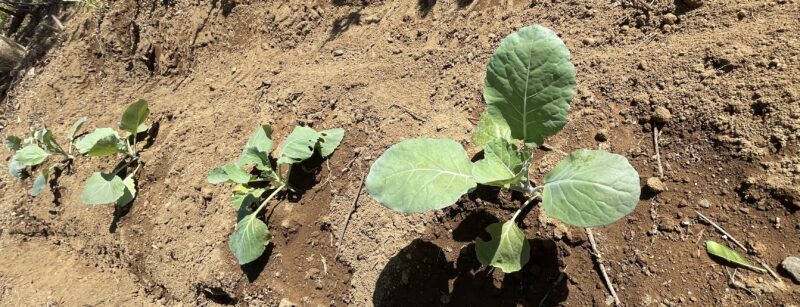 Romanesco broccoli　ロマネスコ