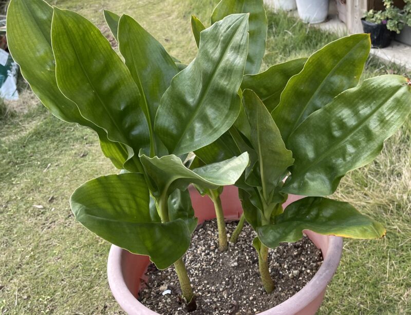 Haemanthus ハエマンサス