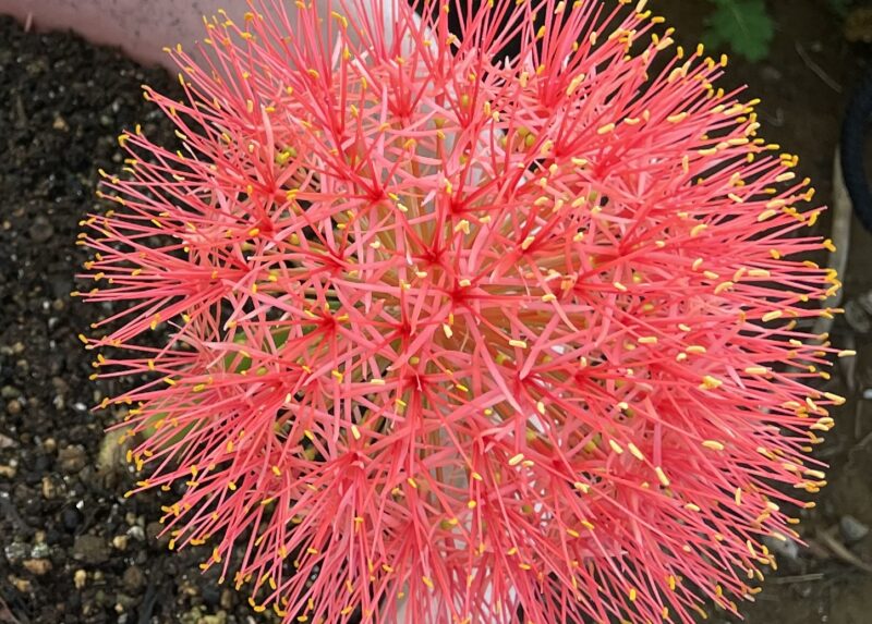 Haemanthus ハエマンサス