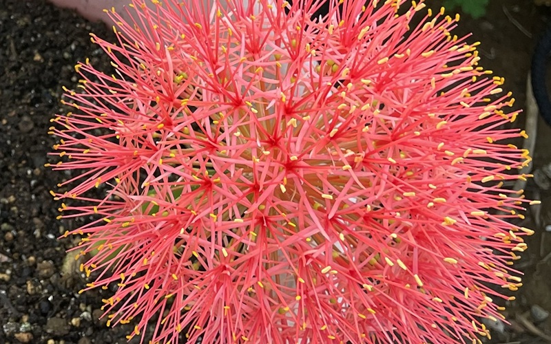 Haemanthus ハエマンサス