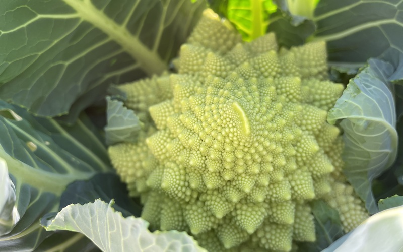 Romanesco ロマネスコ