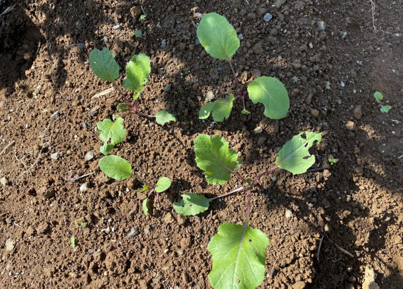 purple stem mustard 紅菜苔