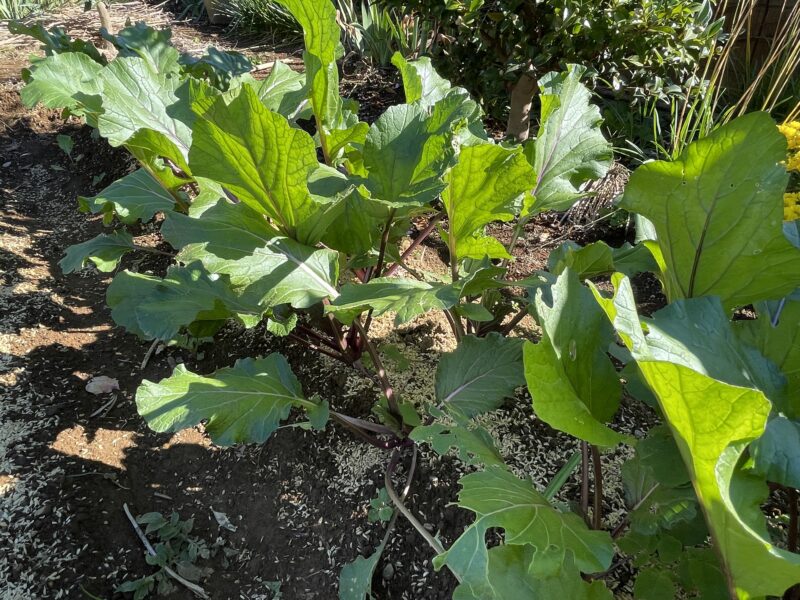 purple stem mustard 紅菜苔