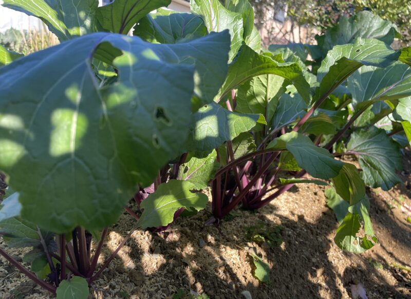 purple stem mustard 紅菜苔