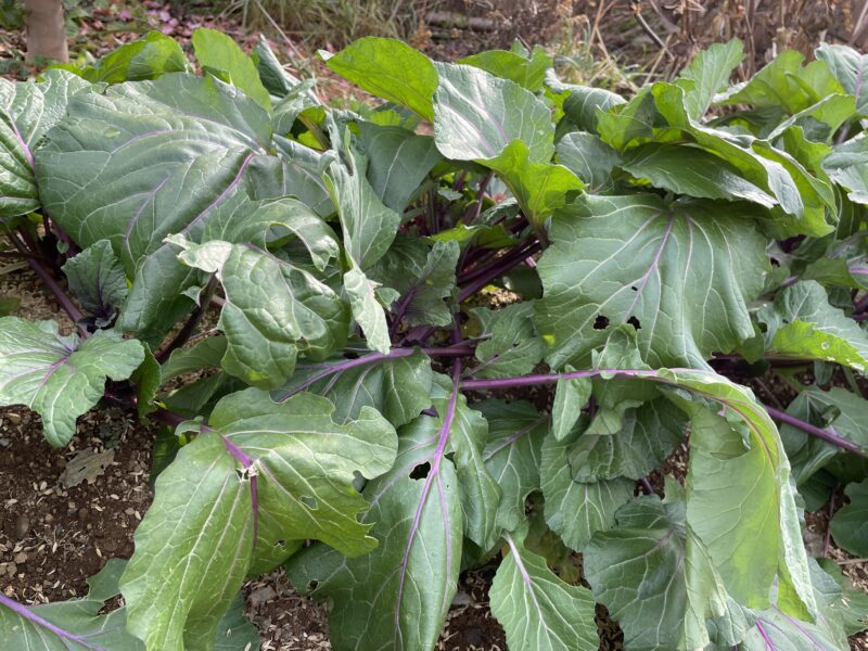purple stem mustard 紅菜苔