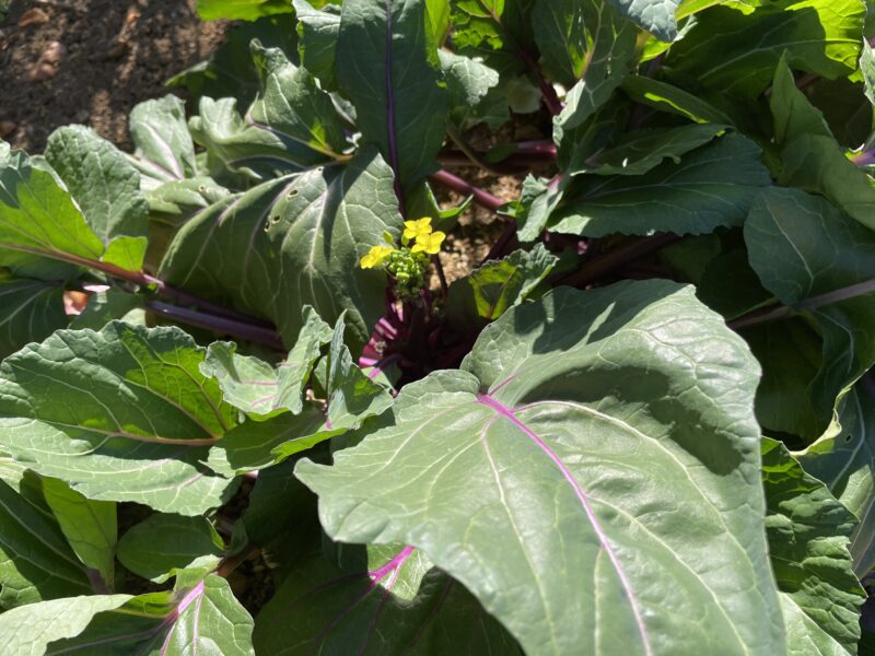 purple stem mustard 紅菜苔