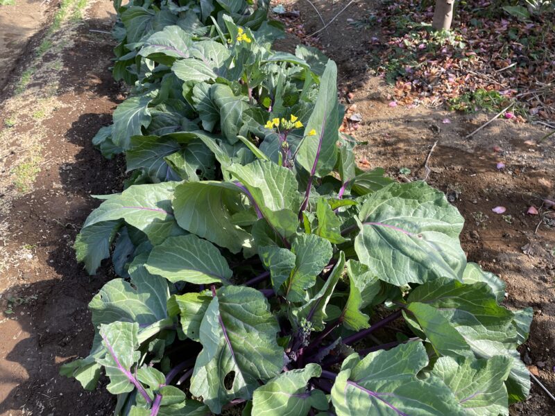 purple stem mustard 紅菜苔