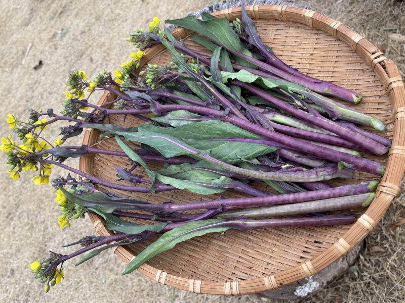 purple stem mustard 紅菜苔