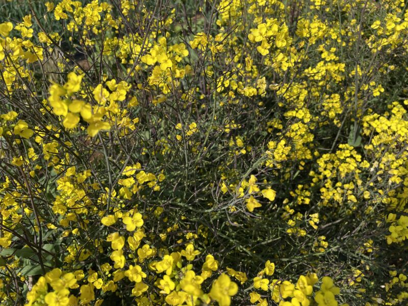 purple stem mustard 紅菜苔