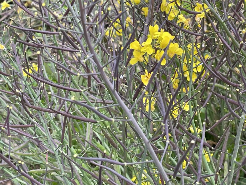 purple stem mustard 紅菜苔