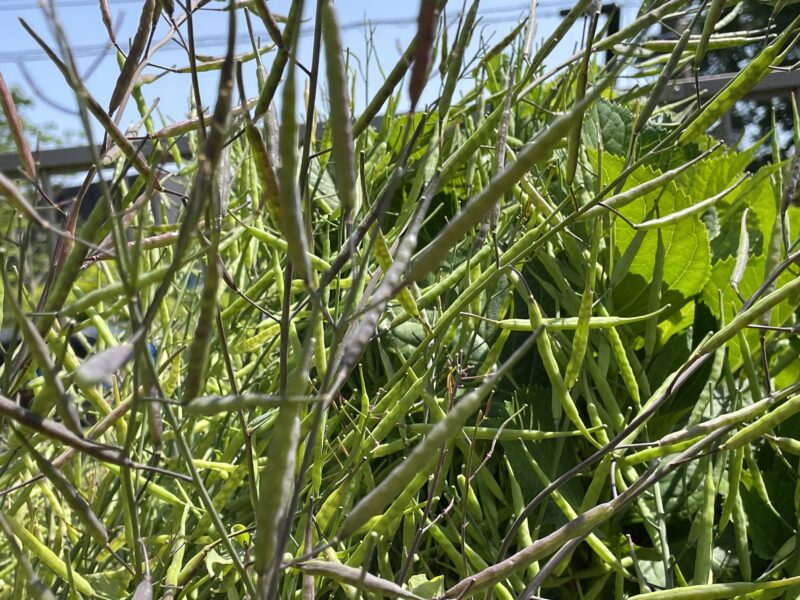 purple stem mustard 紅菜苔