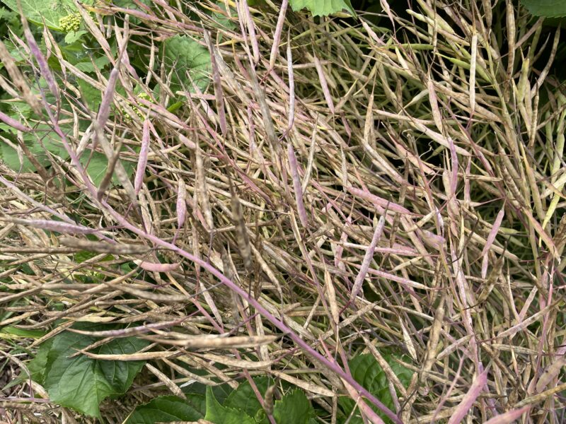 purple stem mustard 紅菜苔