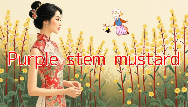 purple stem mustard 紅菜苔