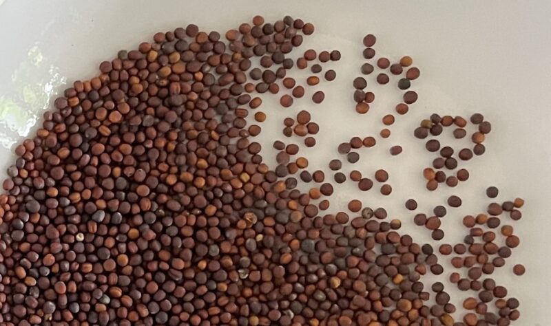 purple stem mustard 紅菜苔