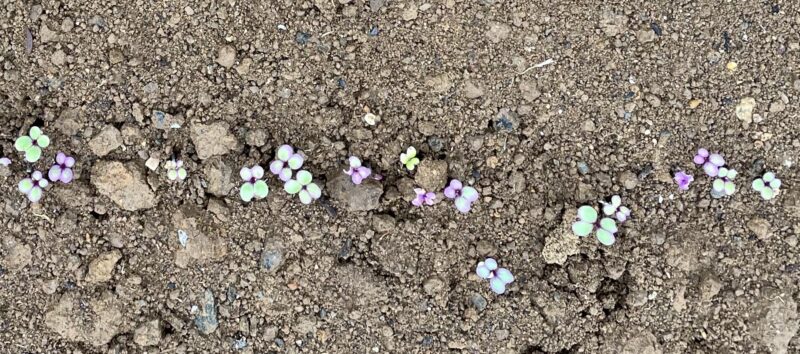 purple stem mustard 紅菜苔