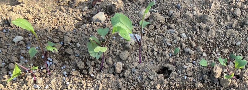 purple stem mustard 紅菜苔
