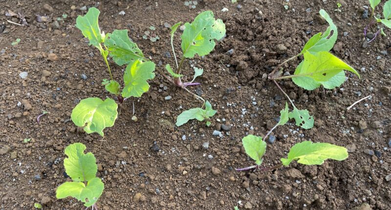 purple stem mustard 紅菜苔