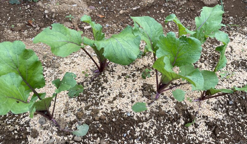 purple stem mustard 紅菜苔