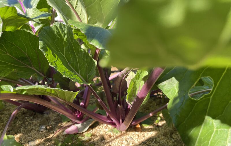 purple stem mustard 紅菜苔