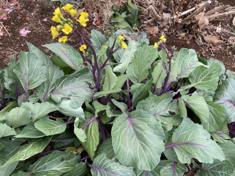 purple stem mustard 紅菜苔