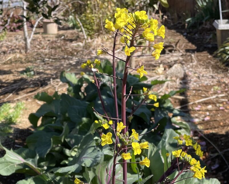 purple stem mustard 紅菜苔