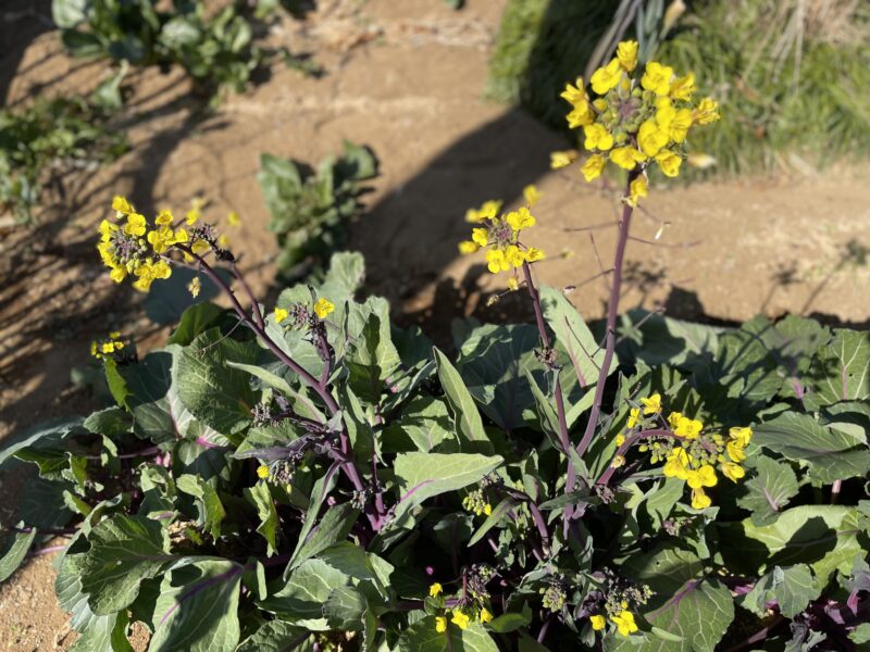 purple stem mustard 紅菜苔